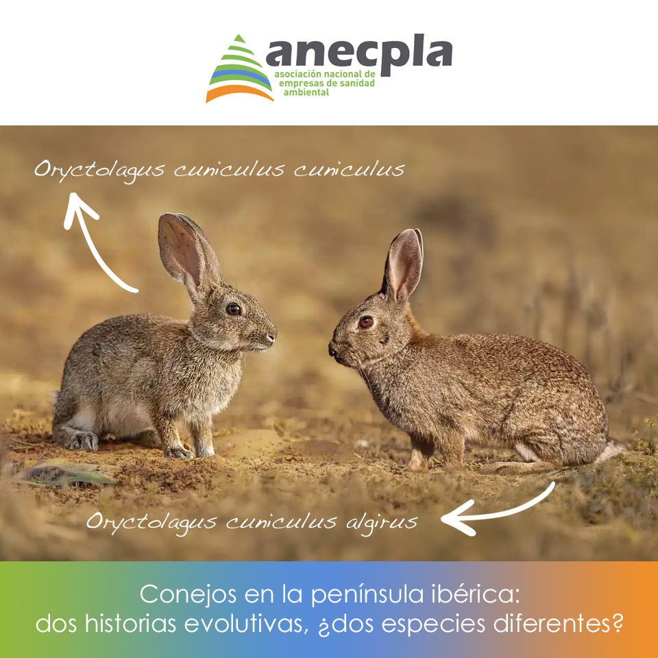 logo Anecpla