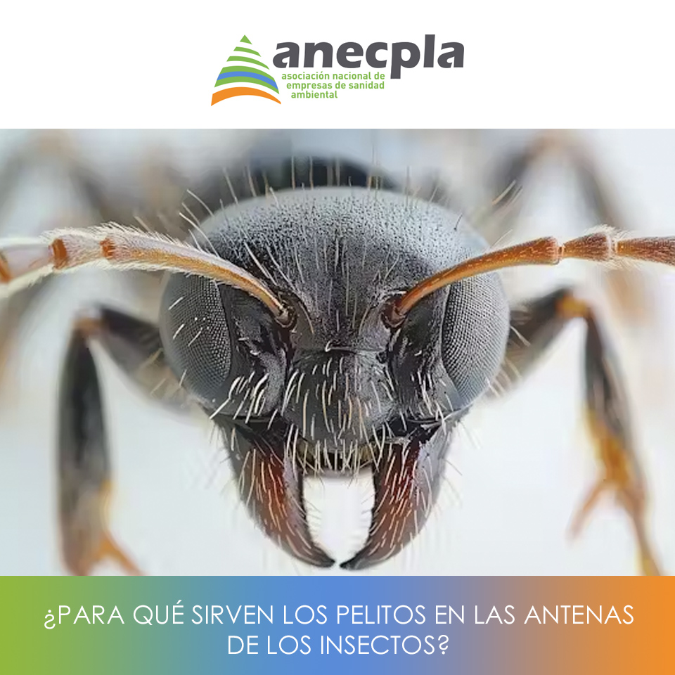 logo Anecpla
