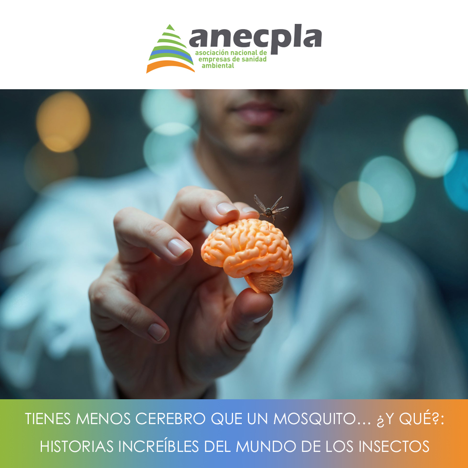 logo Anecpla